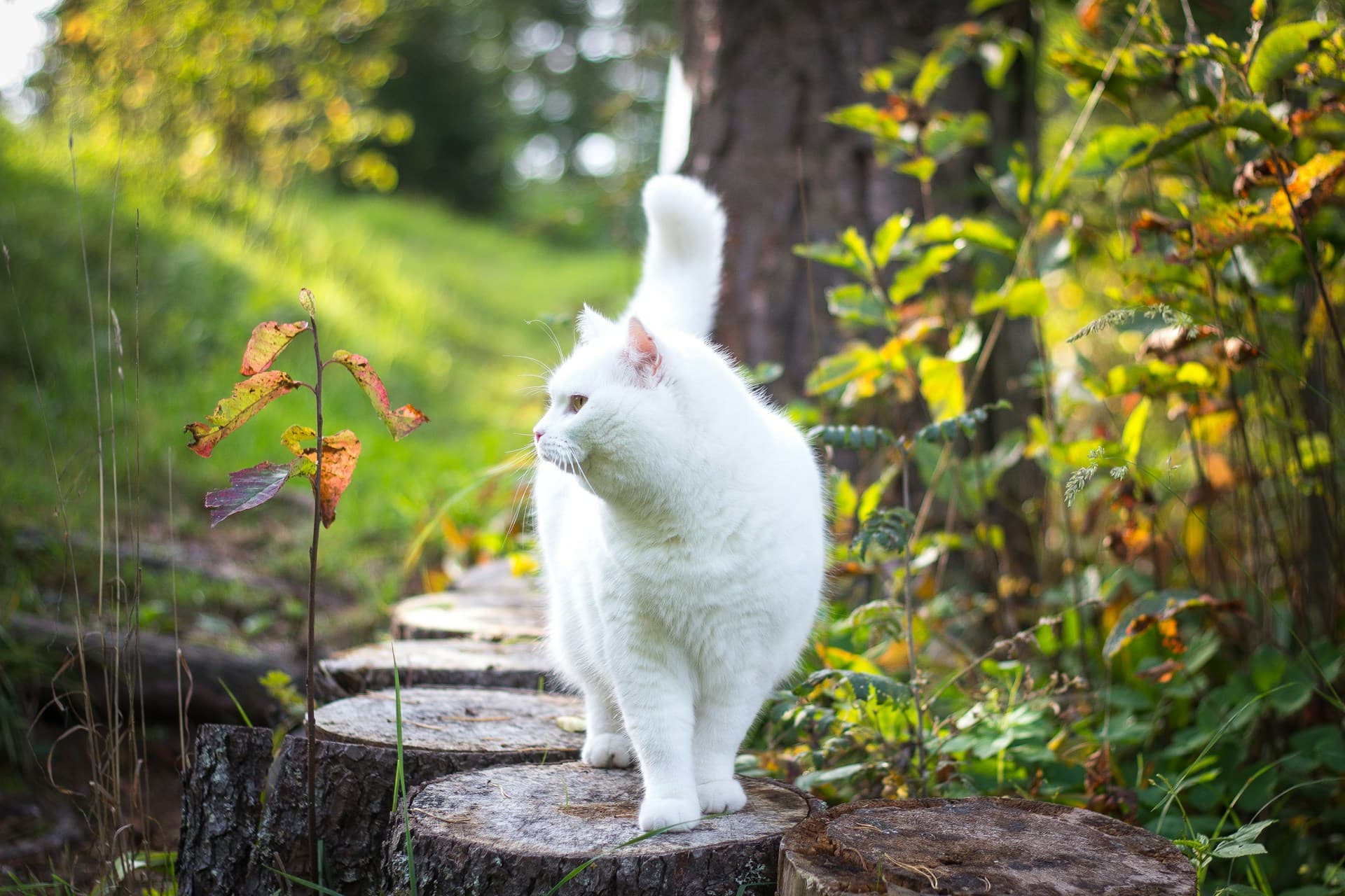 Cat on street