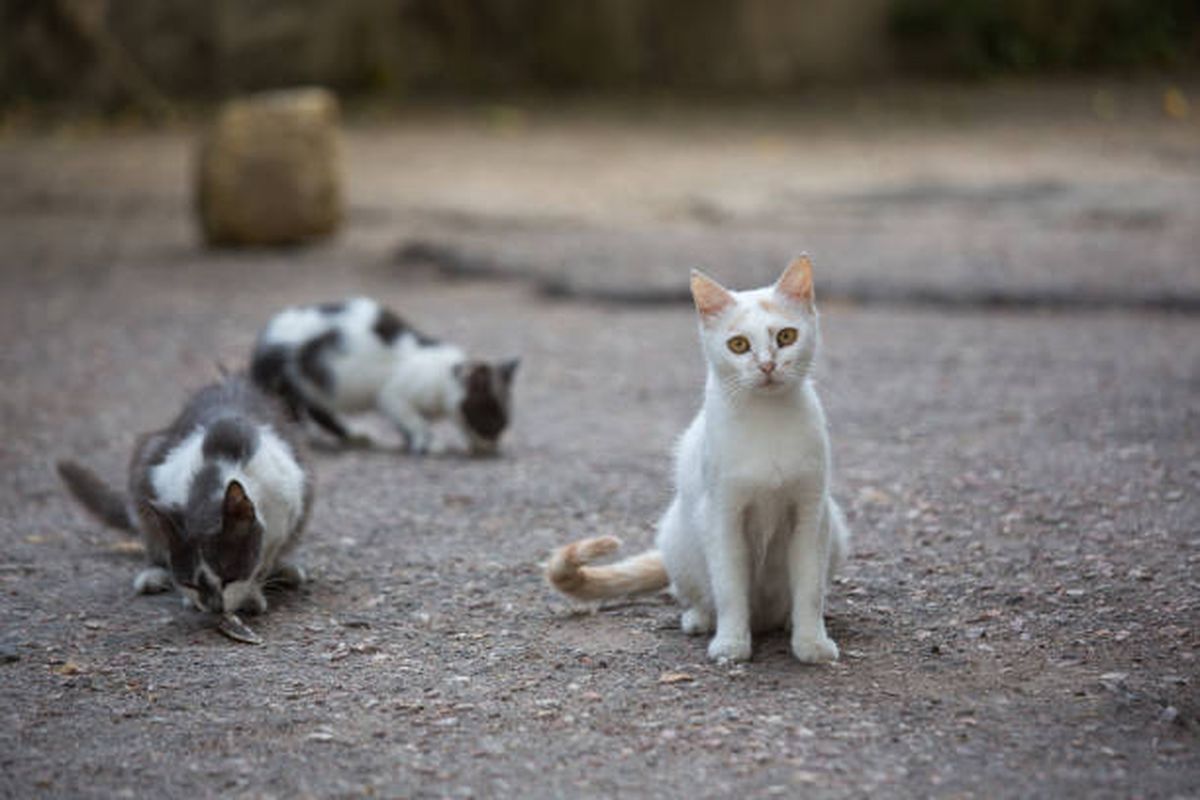 White cat